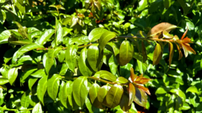 Embrapa lança guia com 10 PANCS para cultivo e uso na alimentação