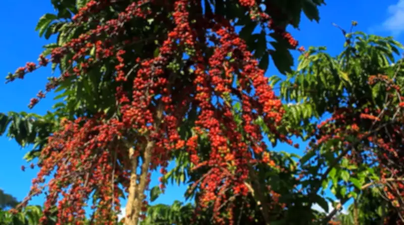 Embrapa pesquisa cultivo de café robusta amazônico no Amapá para criar cultivar local
