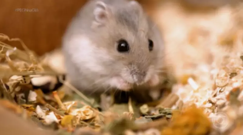 Empreendedor cria negócio de R$ 480 mil com produtos para hamster