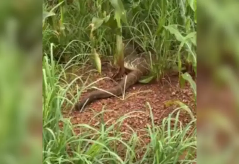 Engenheiro agrônomo encontra cascavel gigante em plantação de milho no Tocantins
