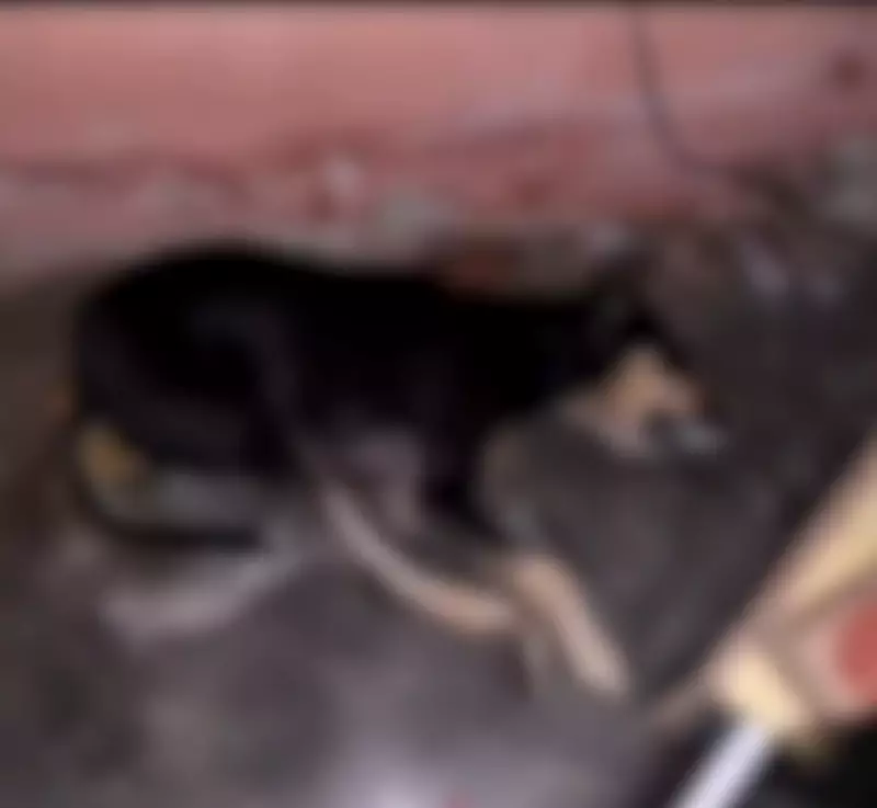 Envenenamento de animais mobiliza investigação policial no Sertão da Paraíba
