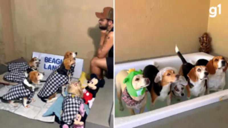 Escolinha para cães com festa do pijama e spa viraliza nas redes sociais