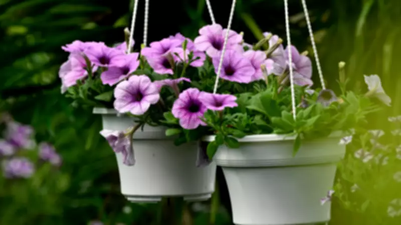 Especialistas revelam métodos naturais para acelerar a floração de plantas de interior