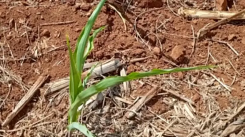 Estiagem no Paraná causa prejuízo de R$ 69 milhões na agricultura em Capanema