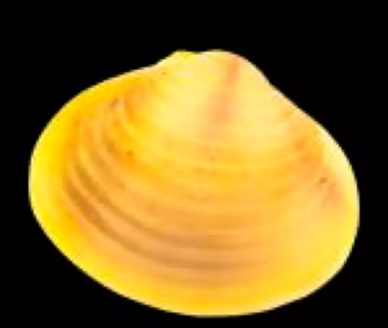 Estudo alerta: Moluscos invasores aumentam mais de 200% no Brasil em 15 anos