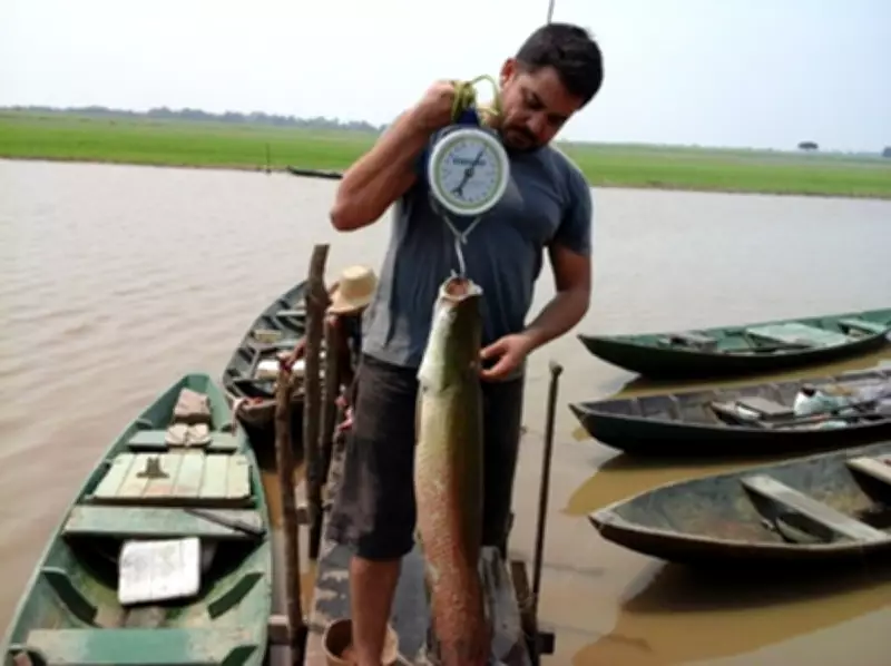 Estudo da Ufopa encontra metais tóxicos em peixes do Pará, mas não indica proibição de consumo
