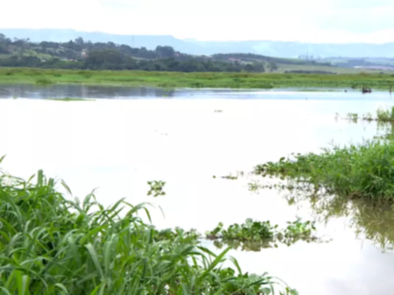 Estudo da USP encontra 12 antibióticos no Rio Piracicaba e planta que reduz danos aos peixes