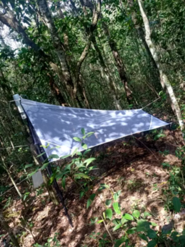 Estudo em São Carlos revela que diversidade ambiental atrai insetos essenciais aos parques urbanos