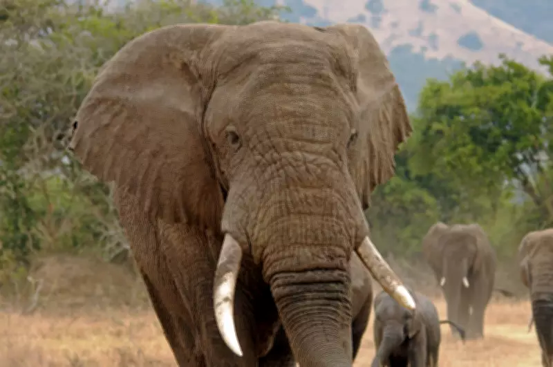 Estudo genômico revela isolamento e consanguinidade em elefantes africanos devido à fragmentação de habitats