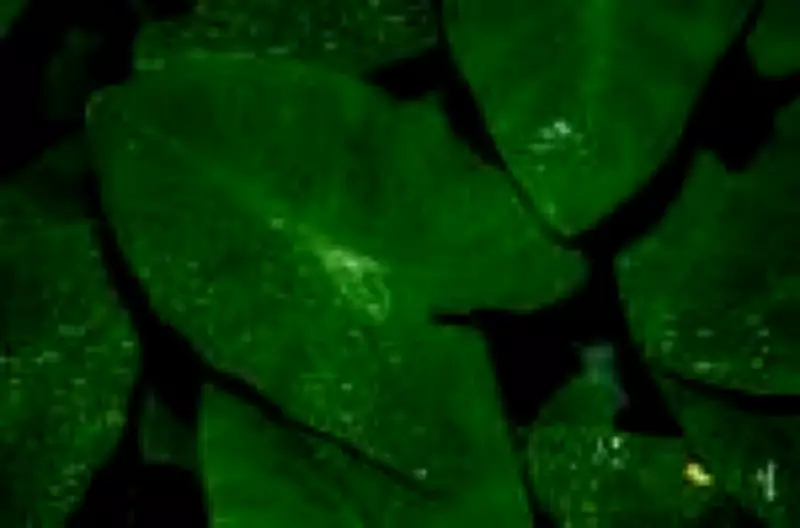 Estudo revela que plantas germinam mais rápido ao 'ouvirem' o som da chuva