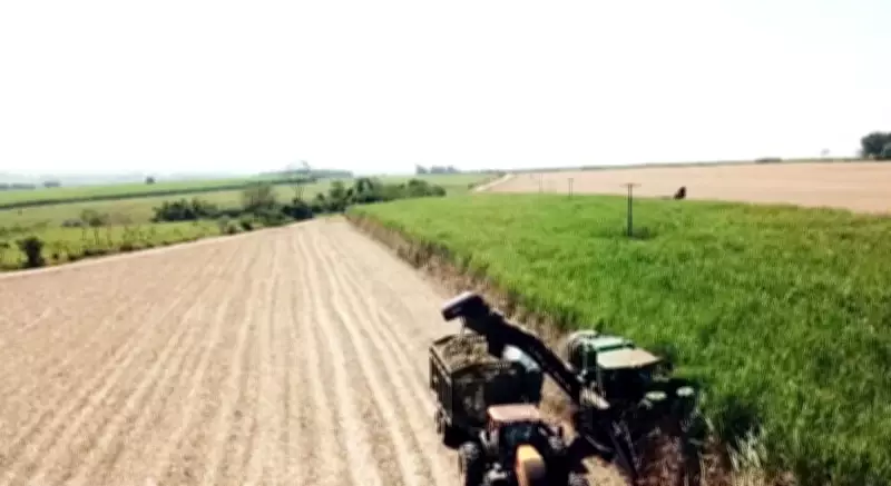 Etanol de cana: Brasil lidera transição energética com biocombustível consolidado