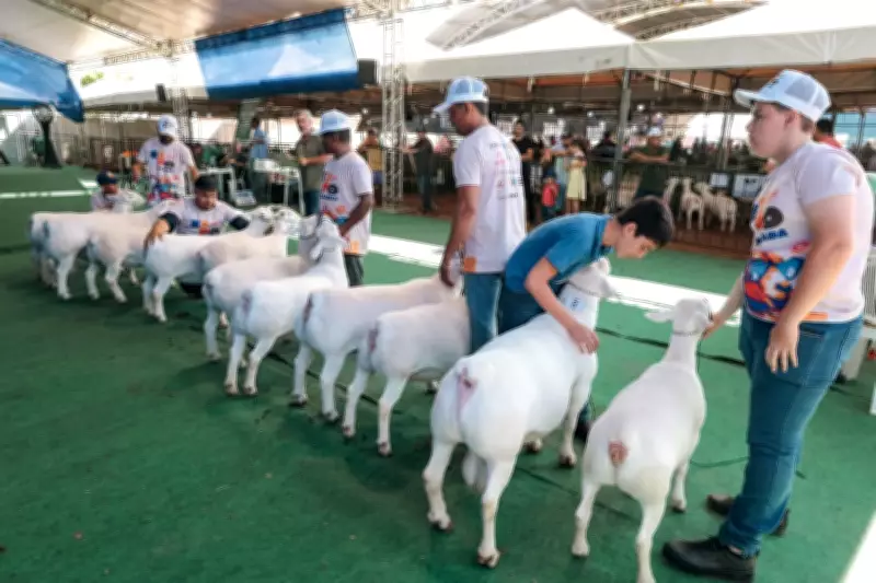 ExpoRajada 2024: Feira de Caprinos e Ovinos amplia estrutura e estreia leilão de animais