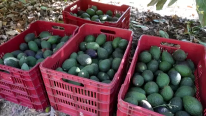 Exportações de frutas do Brasil atingem US$ 351 milhões no 1º trimestre