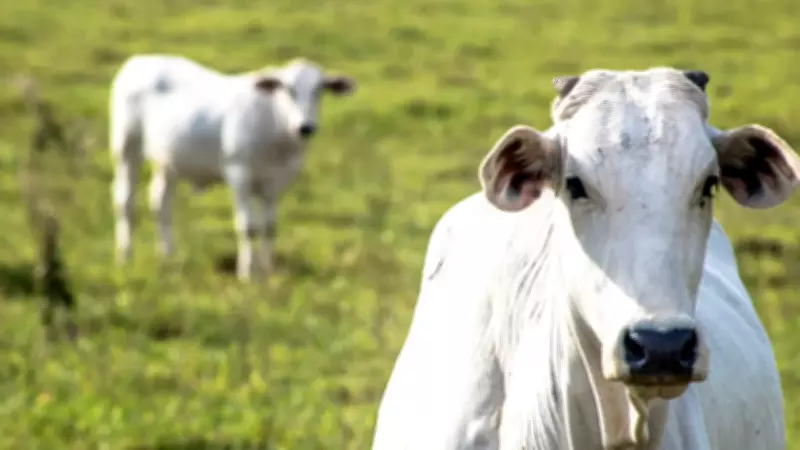 Expozebu 2025 espera recorde de negócios com alta da arroba e internacionalização