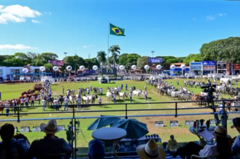 ExpoZebu 2026: quase mil animais já chegaram para a maior feira zebuína do mundo