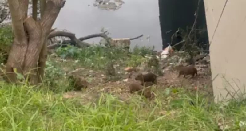 Família de capivaras encanta Porto Alegre às margens do Arroio Dilúvio
