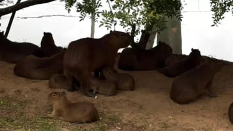 Família de capivaras na Orla do Guaíba cresce para 18 integrantes