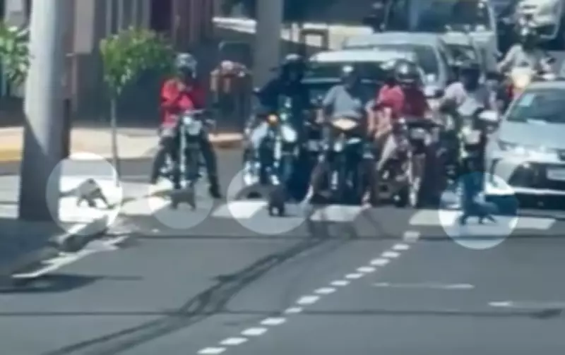 Família de quatis interrompe trânsito ao atravessar avenida movimentada em Botucatu