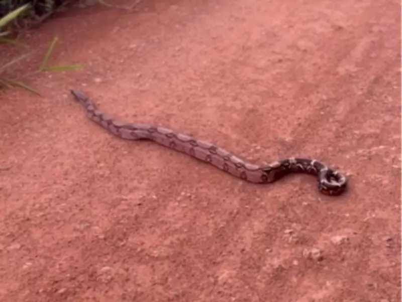 Família flagra travessia de jiboia gigante em estrada de Porto Velho; veja o registro