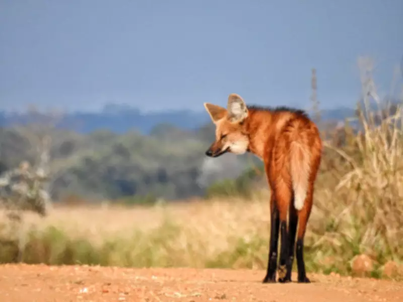 Fauna do Lago de Furnas enfrenta ameaça de espécies invasoras e degradação ambiental