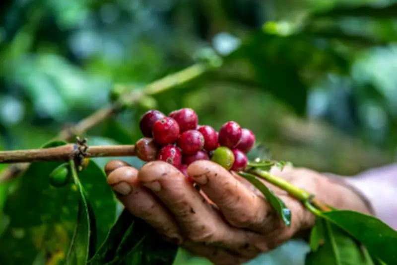 Fazenda em Três Pontas recebe 1º crédito de carbono por cafeeiros no Brasil