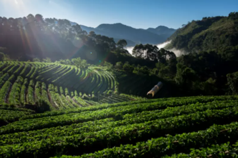Fazenda em Três Pontas recebe créditos de carbono por arborização do café