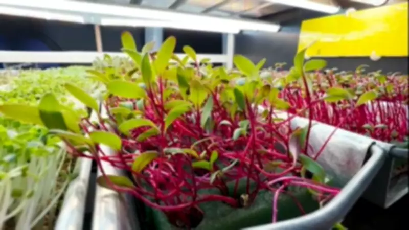 Fazenda vertical em Florianópolis produz microverdes, superalimentos em miniatura