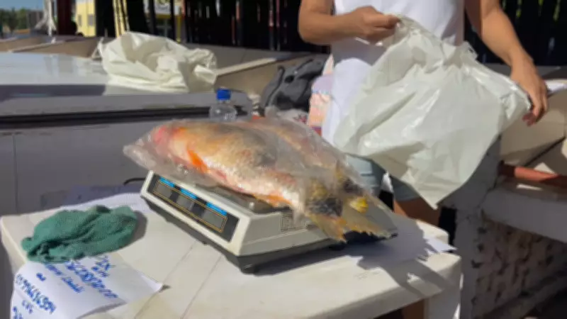 Feira do Peixe de Uruguaiana alivia pescadores afetados por atraso no seguro-defeso