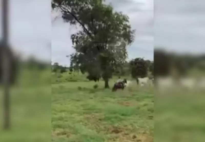 Filha de sertanejo Henrique viraliza ao tocar gado a cavalo em fazenda no Tocantins