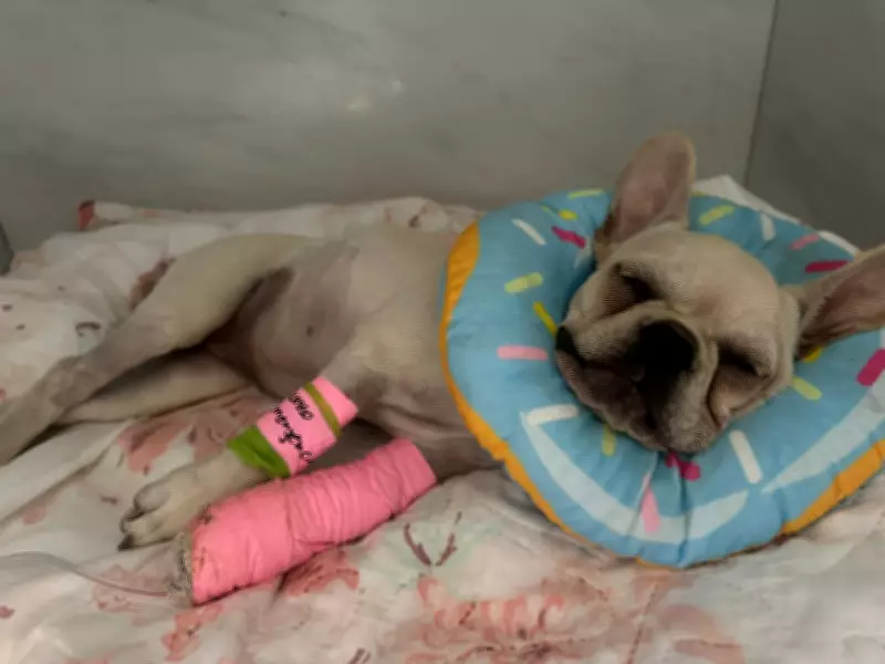 Filhote de buldogue que engoliu 55 pedras de crack agrava e vai para UTI