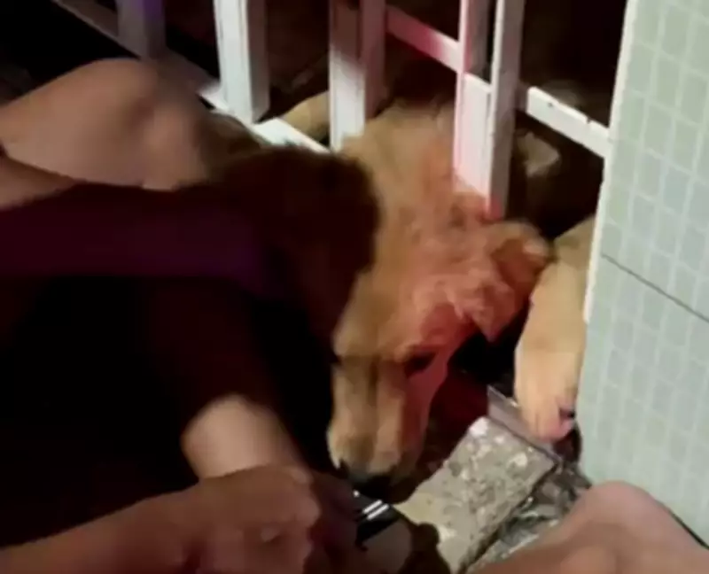 Filhote de cachorro é resgatado após ficar preso em portão em Lagarto