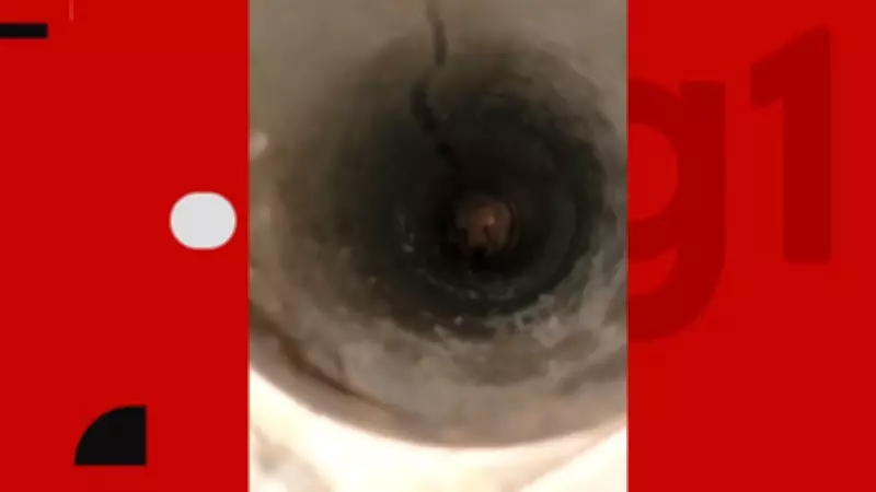 Filhote de cachorro é resgatado de tubulação no Sertão da Paraíba após operação dos bombeiros