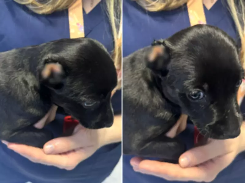 Filhote de cachorro tem orelha mutilada após laço apertado e negligência em Rio Claro