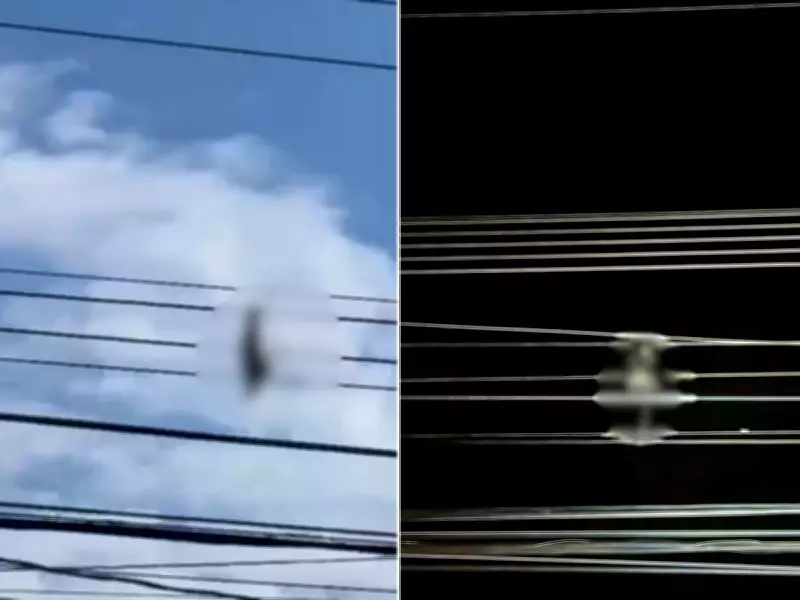 Filhote de gato é morto com extrema crueldade após ser amarrado e jogado em rede elétrica em Leme