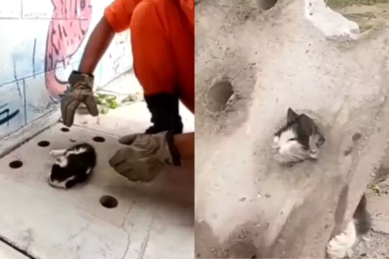 Filhote de gato é resgatado de bueiro em creche de Corumbá, MS