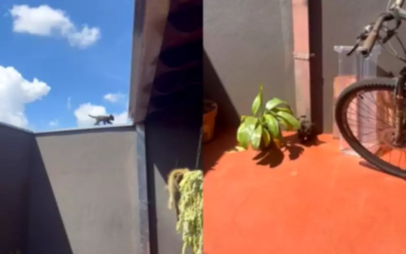 Filhote de gato viraliza ao usar calha como tobogã em Miguelópolis, interior de SP