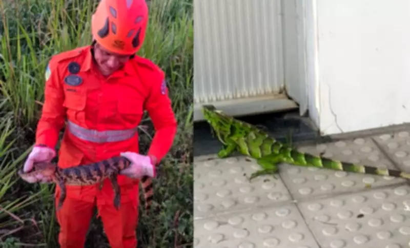 Filhote de jacaré e iguana são resgatados por bombeiros em Sergipe