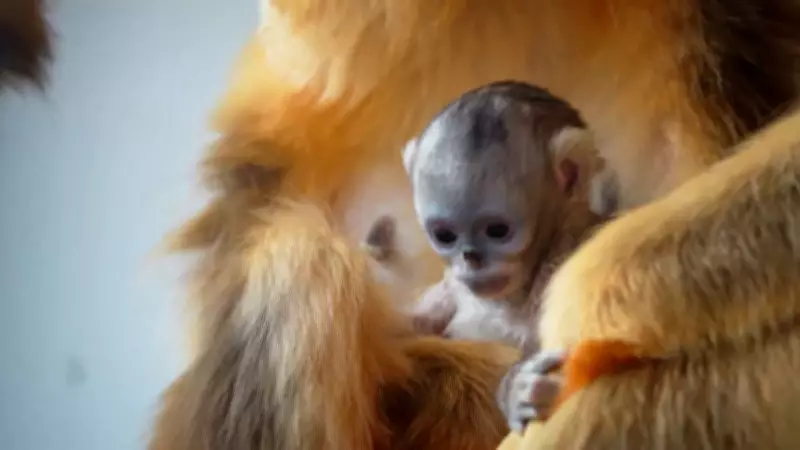 Filhote de macaco-dourado, espécie ameaçada, nasce na Bélgica em evento inédito
