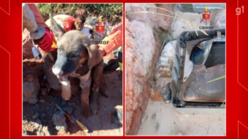 Filhote de pastor-belga-malinois é resgatado após ficar preso em concreto no Paranoá, DF