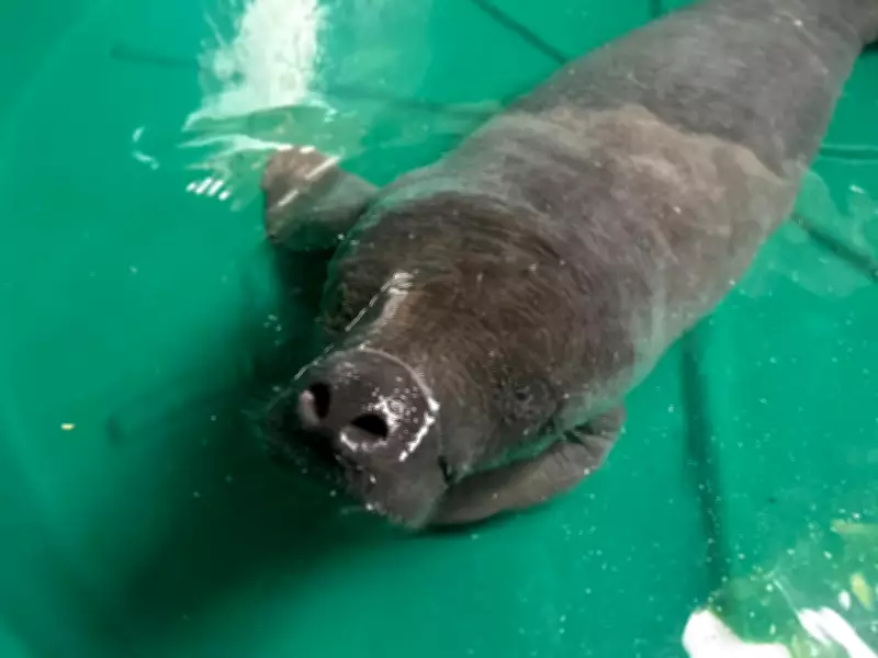 Filhote de peixe-boi é resgatado no Rio Amazonas após pescador encontrar animal sozinho