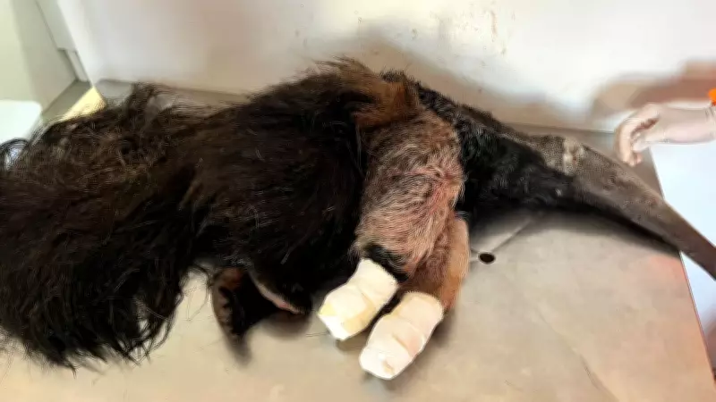 Filhote de tamanduá-bandeira resgatado após ataque de cães em Pratinha