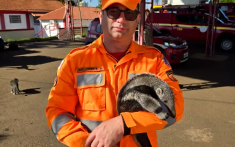 Filhote de tamanduá-bandeira resgatado após mãe morrer atropelada em MG