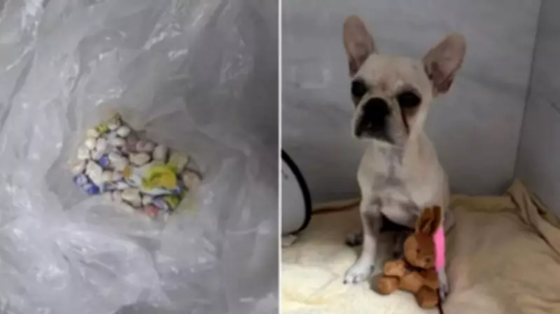 Filhote ingere 55 pedras de crack em Joinville; tutora é presa por maus-tratos