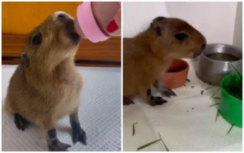 Filhote prematuro de capivara é resgatado e internado em clínica veterinária no interior de São Paulo