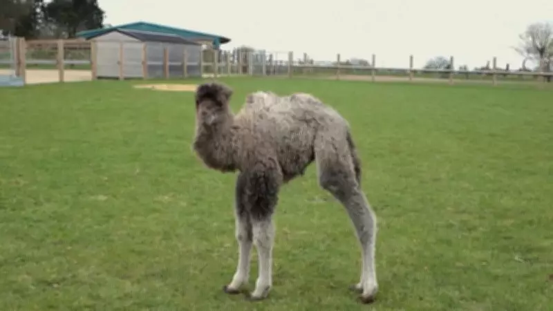 Filhote raro de camelo-bactriano nasce em zoológico britânico