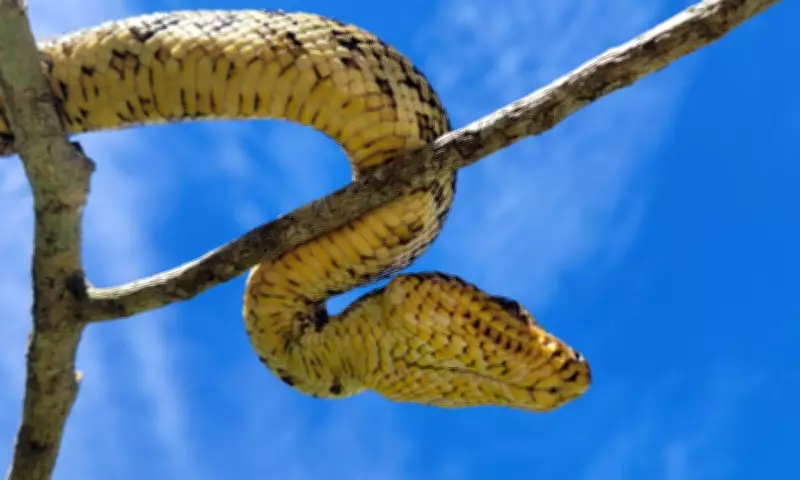 Filhote vivo da jiboia mais rara do mundo é encontrado pela primeira vez em SP