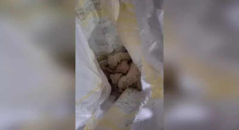 Filhotes Abandonados em Saco Plástico São Resgatados por Moradora em Votorantim