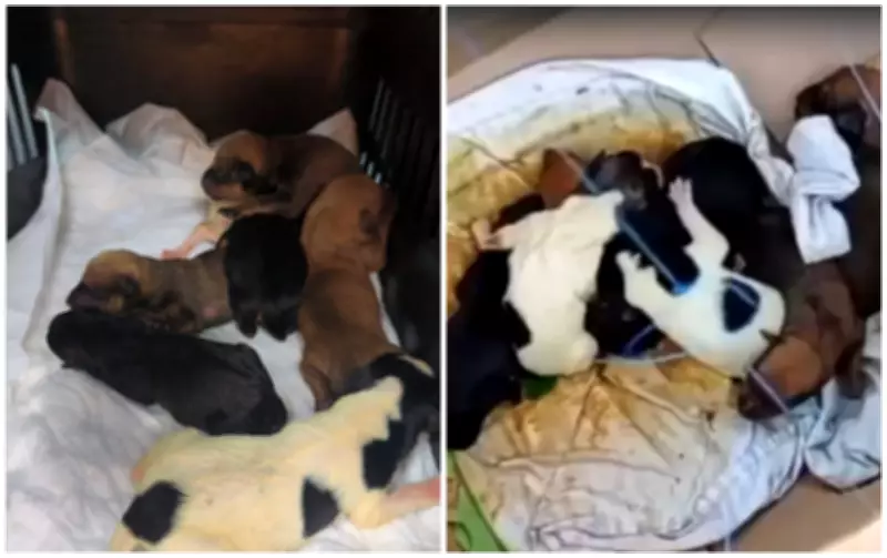 Filhotes de cachorro recém-nascidos são resgatados após abandono em matagal de Cabreúva