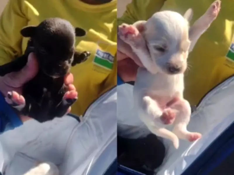 Filhotes de cachorro são salvos por coletores minutos antes de compactação em SP