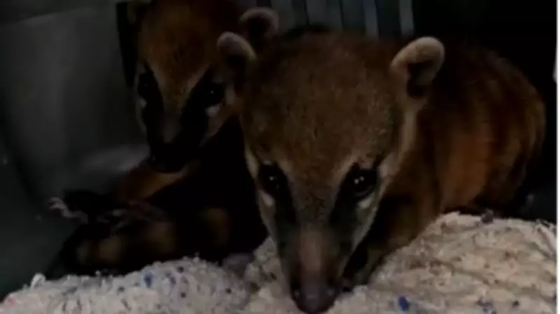 Filhotes de quatis são resgatados em Bonito, Agreste de PE